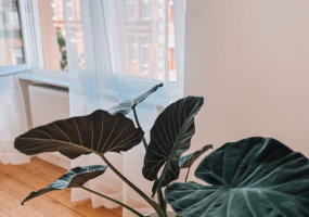 Artevum - Creative Space Mannheim: Safe Space mit Pflanzen